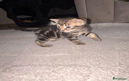 Bengal cats for sale: Half Bengal kittens   - Image 10