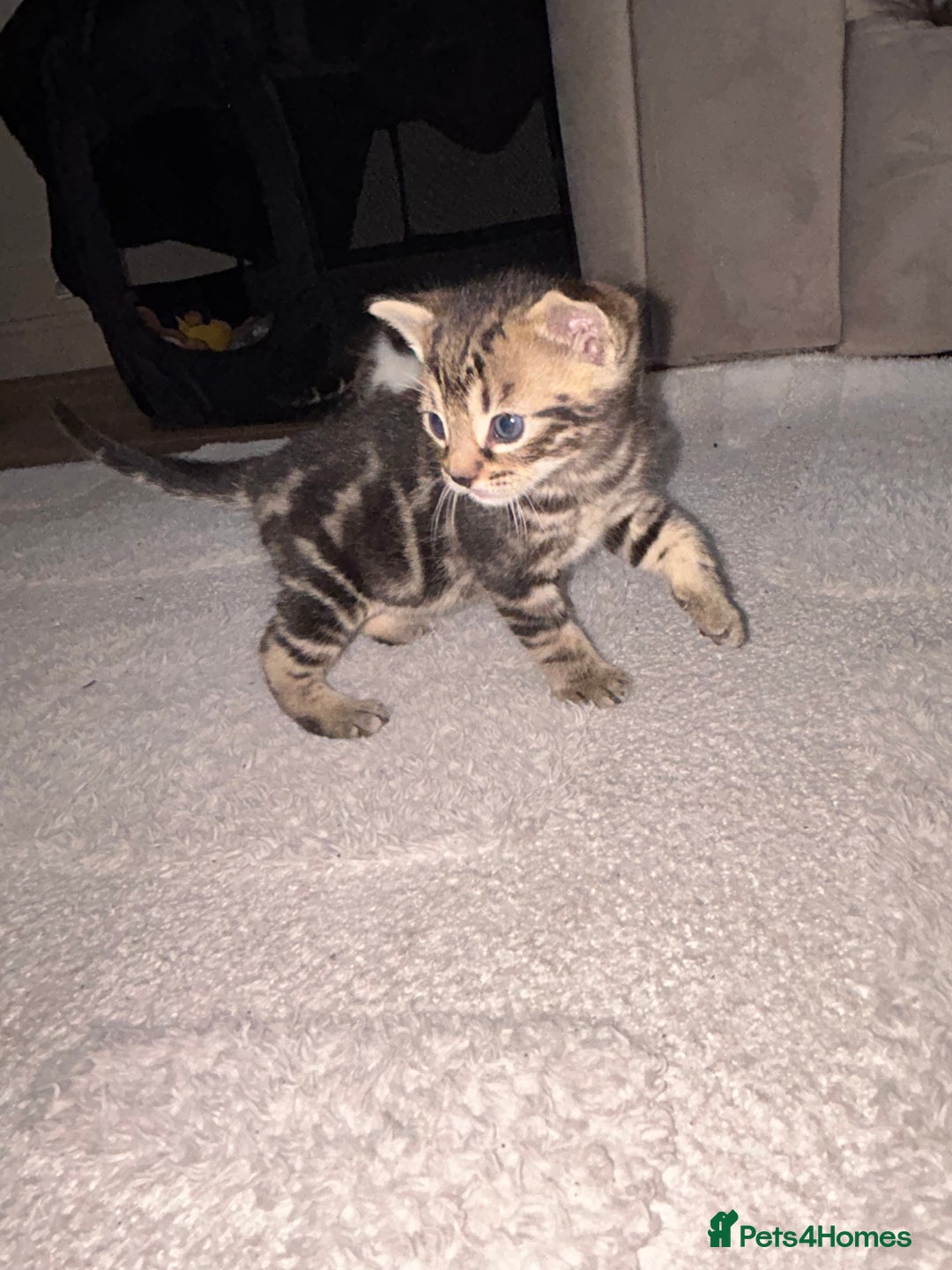 Bengal cats for sale: Half Bengal kittens   - Image 10