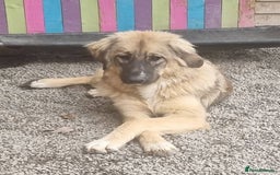 Mixed Breed dogs for adoption: Meet Iona – The Sweet, Shy Sister - Image 5