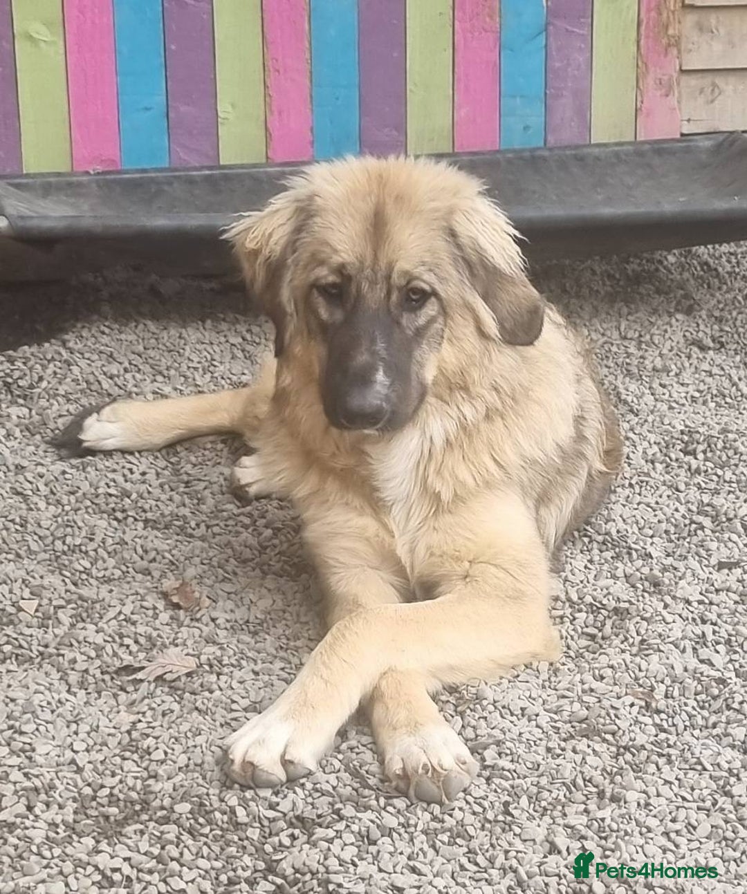 Mixed Breed dogs for adoption: Meet Iona – The Sweet, Shy Sister - Image 5
