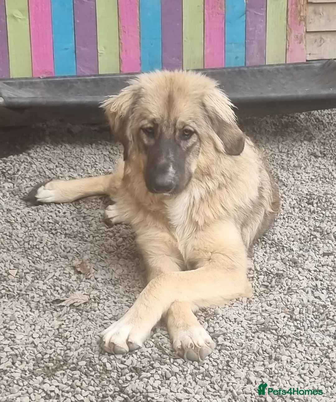 Mixed Breed dogs for adoption: Meet Iona – The Sweet, Shy Sister - Advert 5