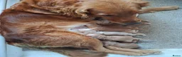 Golden Retriever dogs for sale: KC registered golden retriever pups  - Advert 3