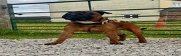 Staffordshire Bull Terrier dogs for sale: Staffordshire bull terrier puppies 🐾 - Advert 7