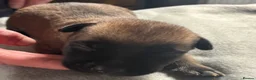 Belgian Shepherd Dog dogs for sale: Exceptional Belgian Malinois Puppies in Denbigh - Advert 7