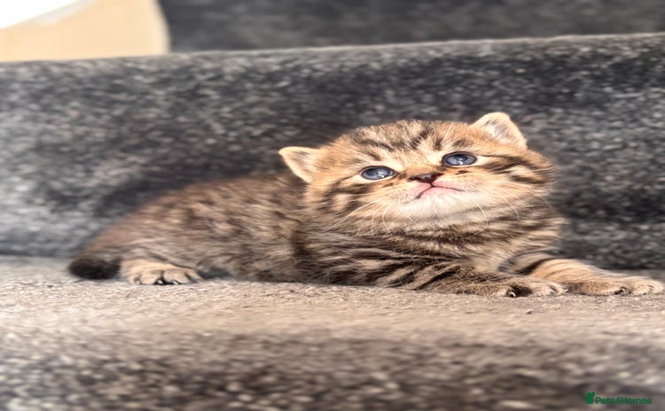 British Shorthair cats - Advert 4