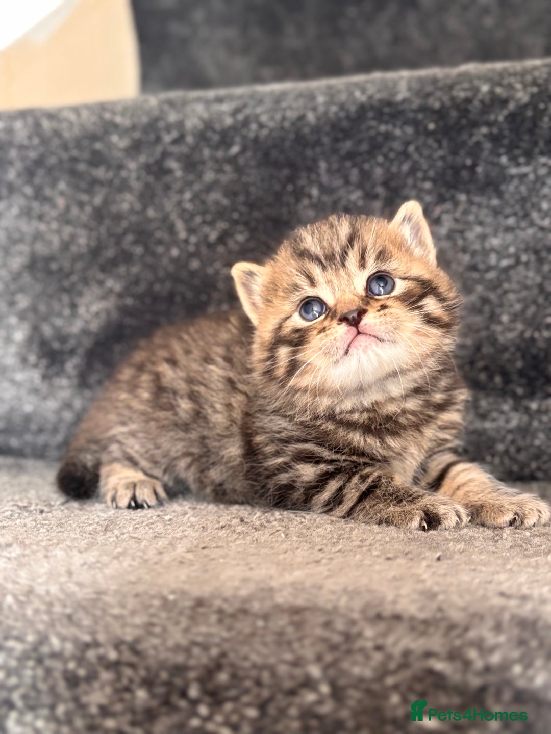 British Shorthair cats for sale: British shorthair kittens - Image 1