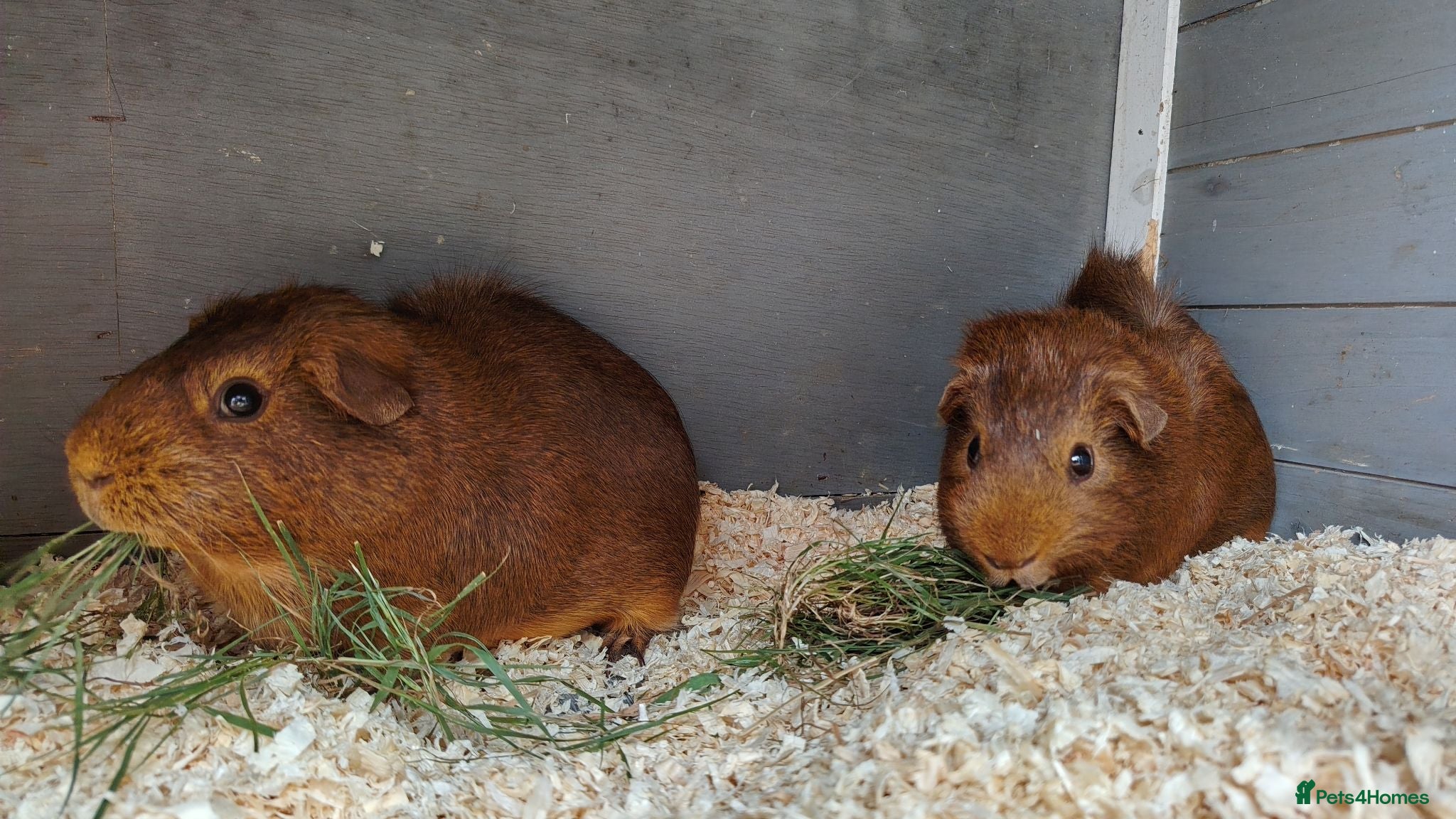 Guinea Pig rodents Stunning Baby Guinea Pigs (sows and boars)  - Advert 2