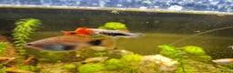 Platies fish for sale: Mixed Platies for sale, 15 fish for £10 - Advert 3