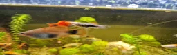Platies fish for sale: Mixed Platies for sale, 15 fish for £10 - Advert 3