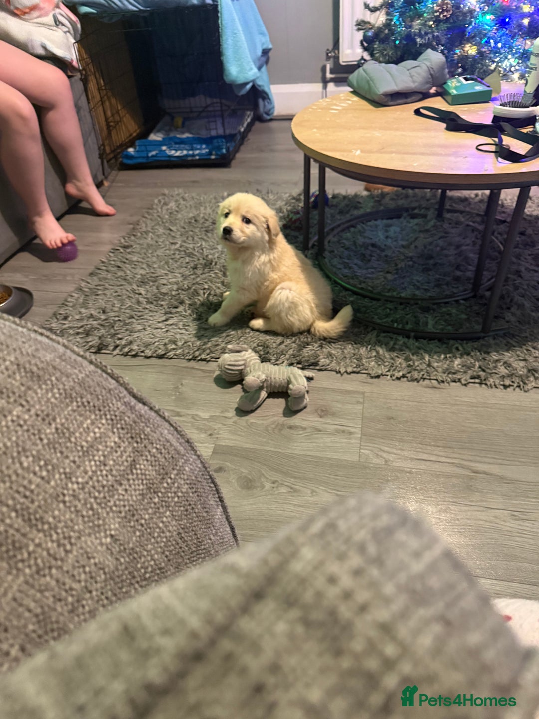 Golden Retriever dogs for sale: Golden retriever  - Advert 2