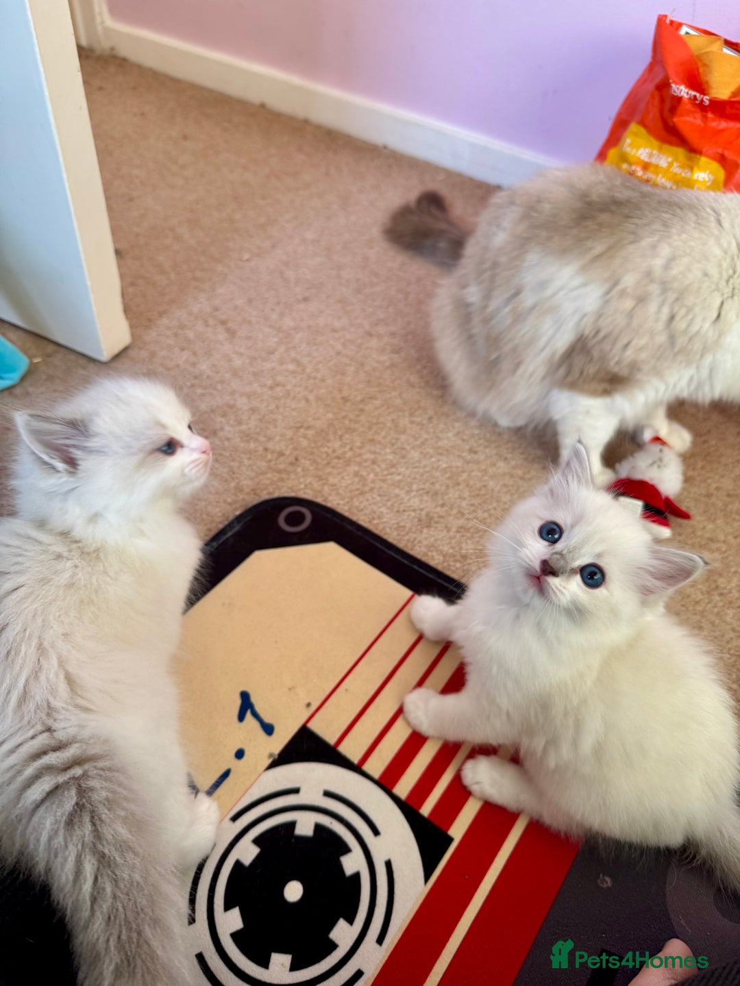 Ragdoll cats for sale: Beautiful Registered Ragdoll Kittens Available  - Advert 15