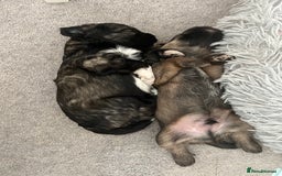 Mixed Breed dogs for sale: Schnackadoodles (Mini Schnauzer X Jackadoodle) - Image 6