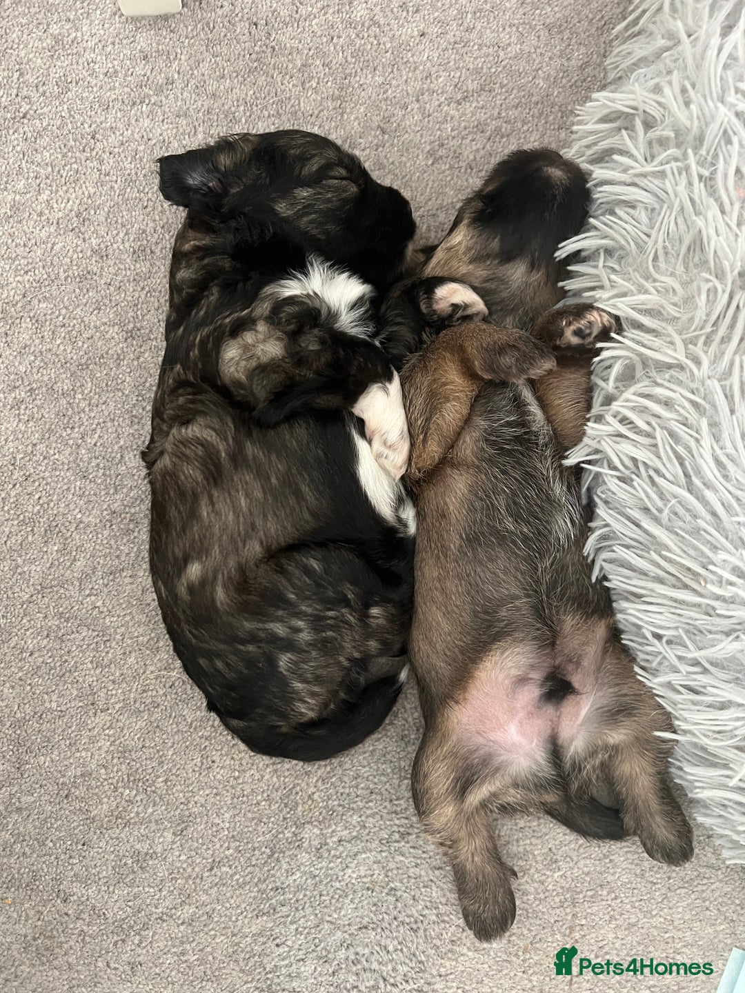 Mixed Breed dogs for sale: Schnackadoodles (Mini Schnauzer X Jackadoodle) - Image 6