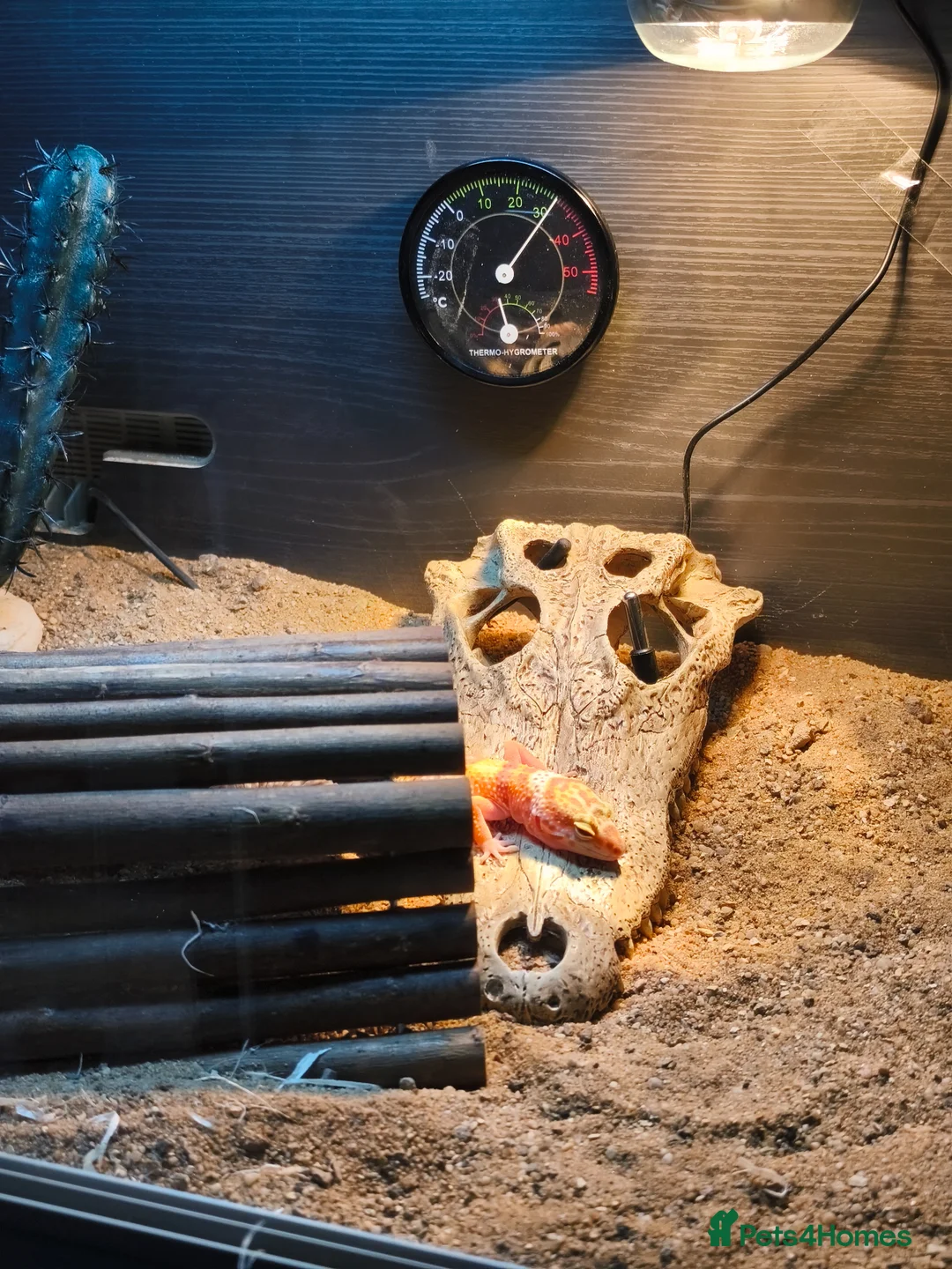 Leopard Gecko reptiles for sale: Tremper albino leopard gecko with enclosure  in Nottingham - Advert 2