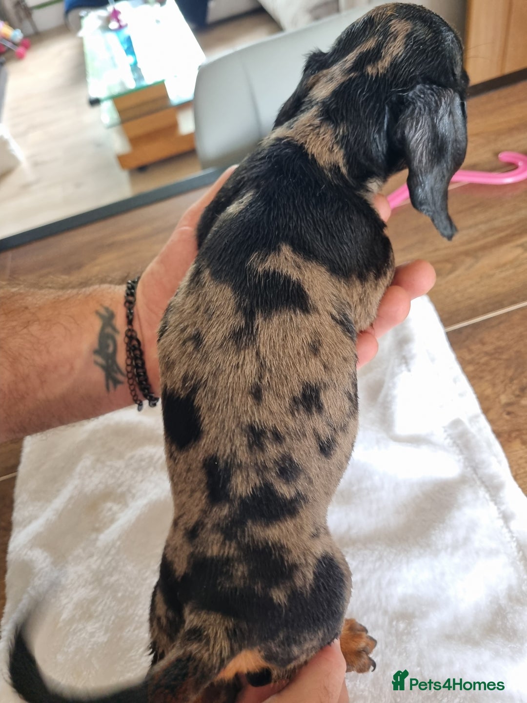 Dachshund dogs for sale: 4 beautiful miniature dachshunds. - Image 14