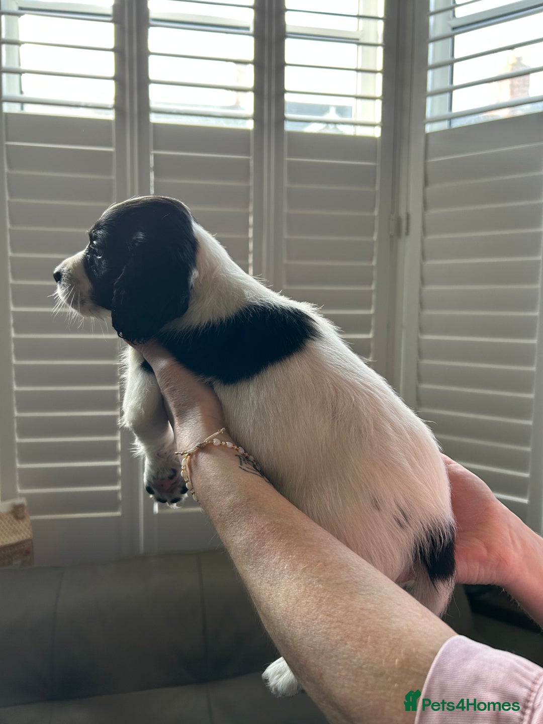 Sprocker dogs for sale: Sprocker puppies - Advert 19