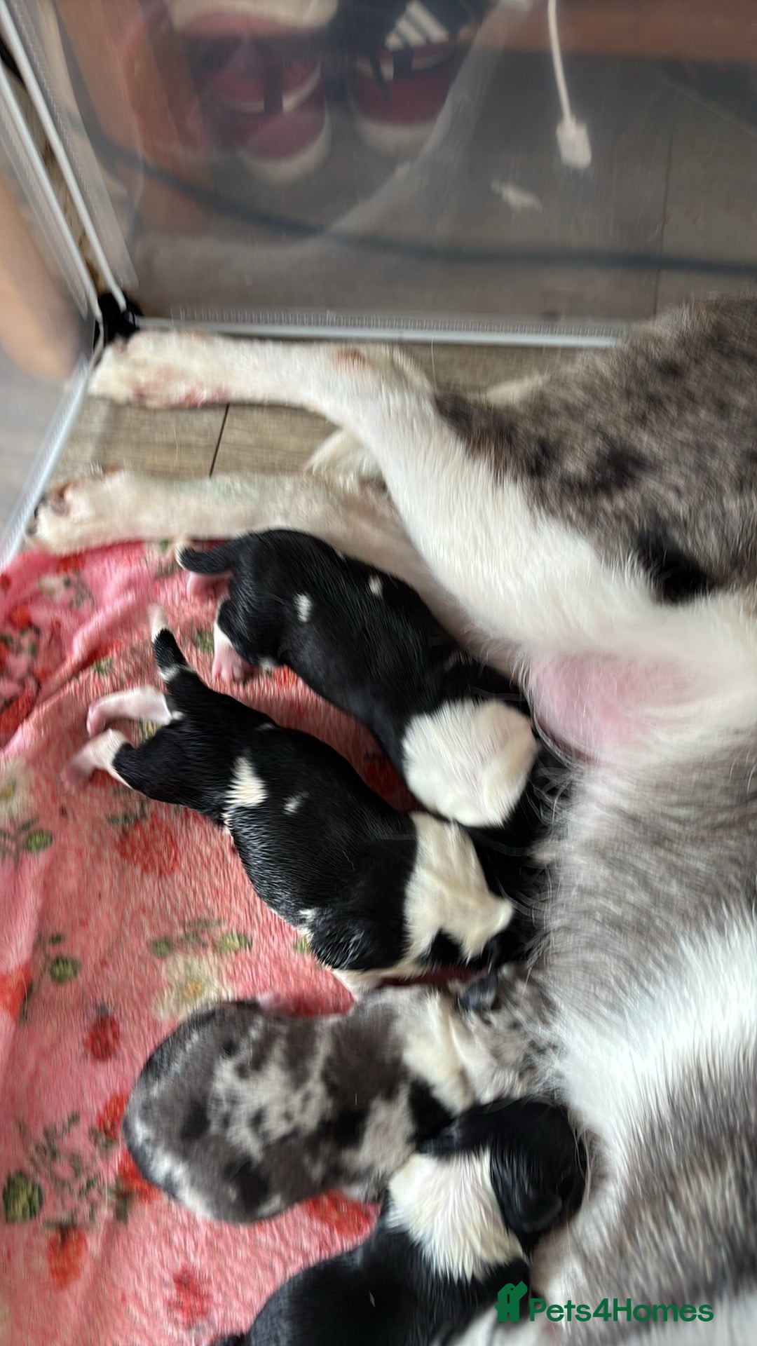 Border Collie dogs for sale: Border collie  - Image 7