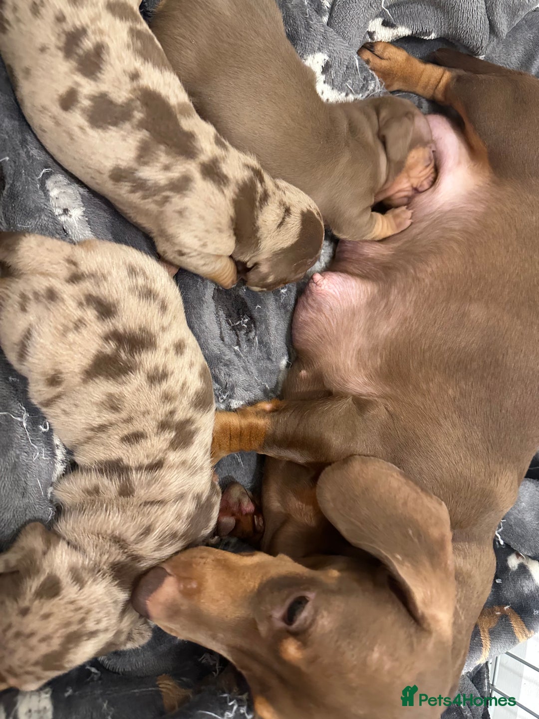 Miniature Dachshund dogs for sale: Special delivery 💙❤️ - Advert 2