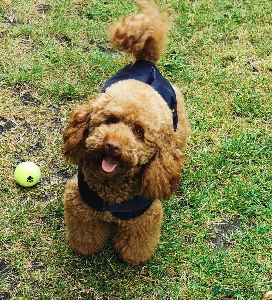 Toy Poodle dogs ☆Monty - KC Registered TOY POODLE ☆ in Lydney - Advert 11