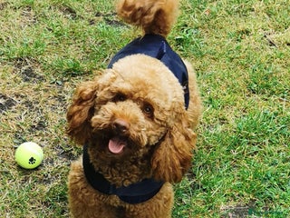 Toy Poodle dogs ☆Monty - KC Registered TOY POODLE ☆ in Lydney - Advert 9