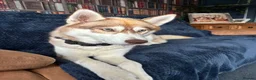 Mixed Breed dogs for sale: Siberian husky and Alaskan malamute - Advert 6