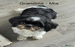 Shih Tzu dogs for sale: Summer Shihtzu Puppies - Image 31