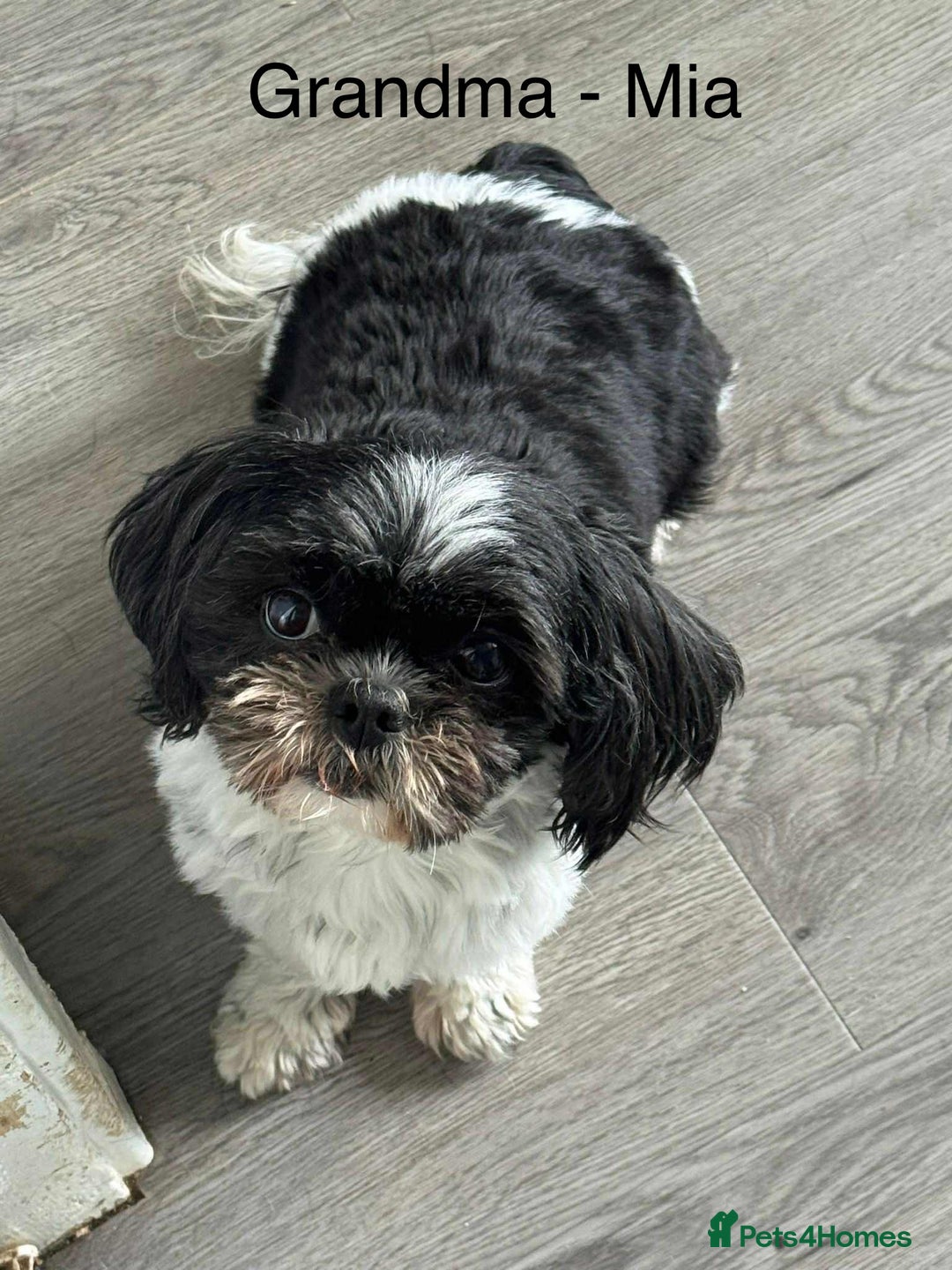 Shih Tzu dogs for sale: Summer Shihtzu Puppies - Image 31