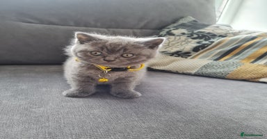 British Shorthair cats - Advert 2