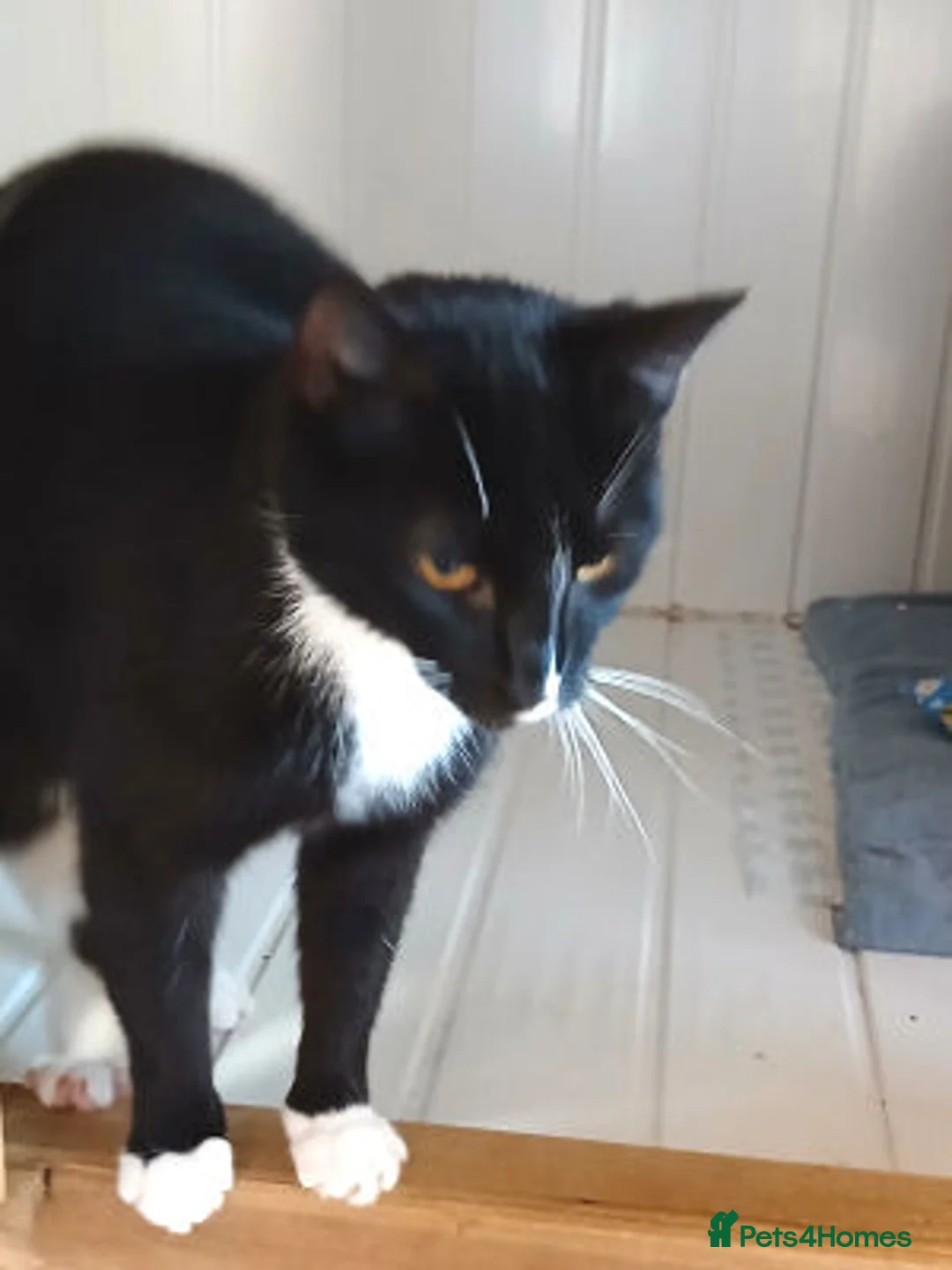 Mixed Breed cats for adoption: TIMMY - Advert 2