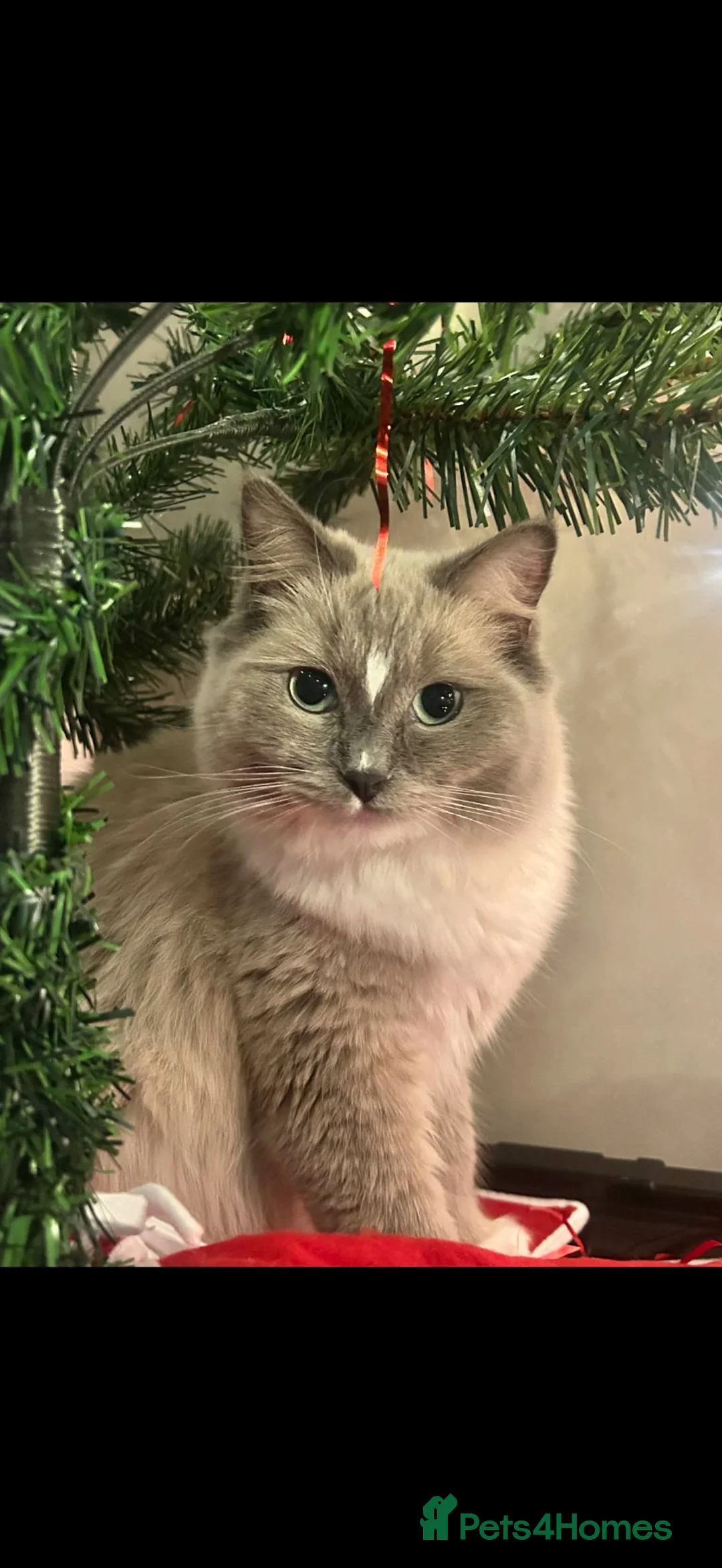 Ragdoll cats for sale: Beautiful ragdoll kittens  - Advert 1