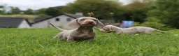 Miniature Dachshund dogs for sale: KC Registered Miniature Dachshund Puppies in Dungannon - Advert 10