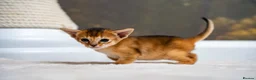 Abyssinian cats for sale: Ruddy Abyssinians Kittens-Outstanding Pedigree  - Advert 17