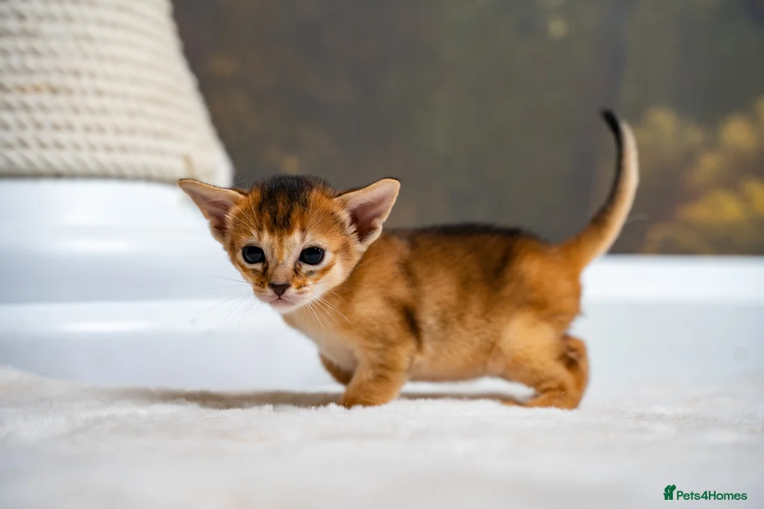 Abyssinian cats for sale: Ruddy Abyssinians Kittens-Outstanding Pedigree  - Advert 17