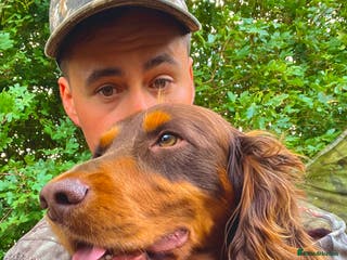 Cocker Spaniel dogs Well proven working cocker spaniel stud in Diss - Advert 11