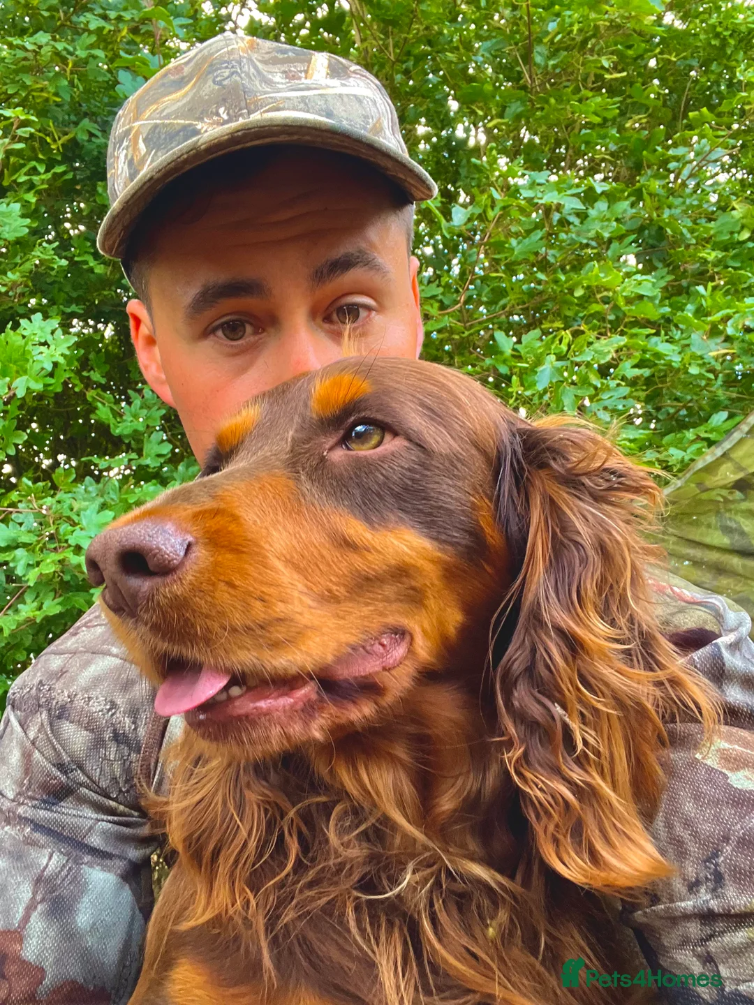 Cocker Spaniel dogs for stud: Well proven working cocker spaniel stud in Diss - Advert 1