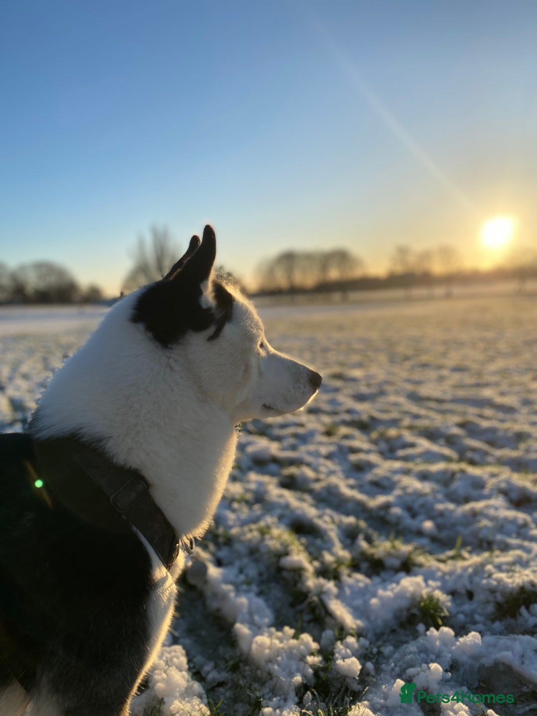 Siberian Husky dogs for stud: Stunning Blue eye Sibrian Husky for Stud  in Liverpool - Image 20