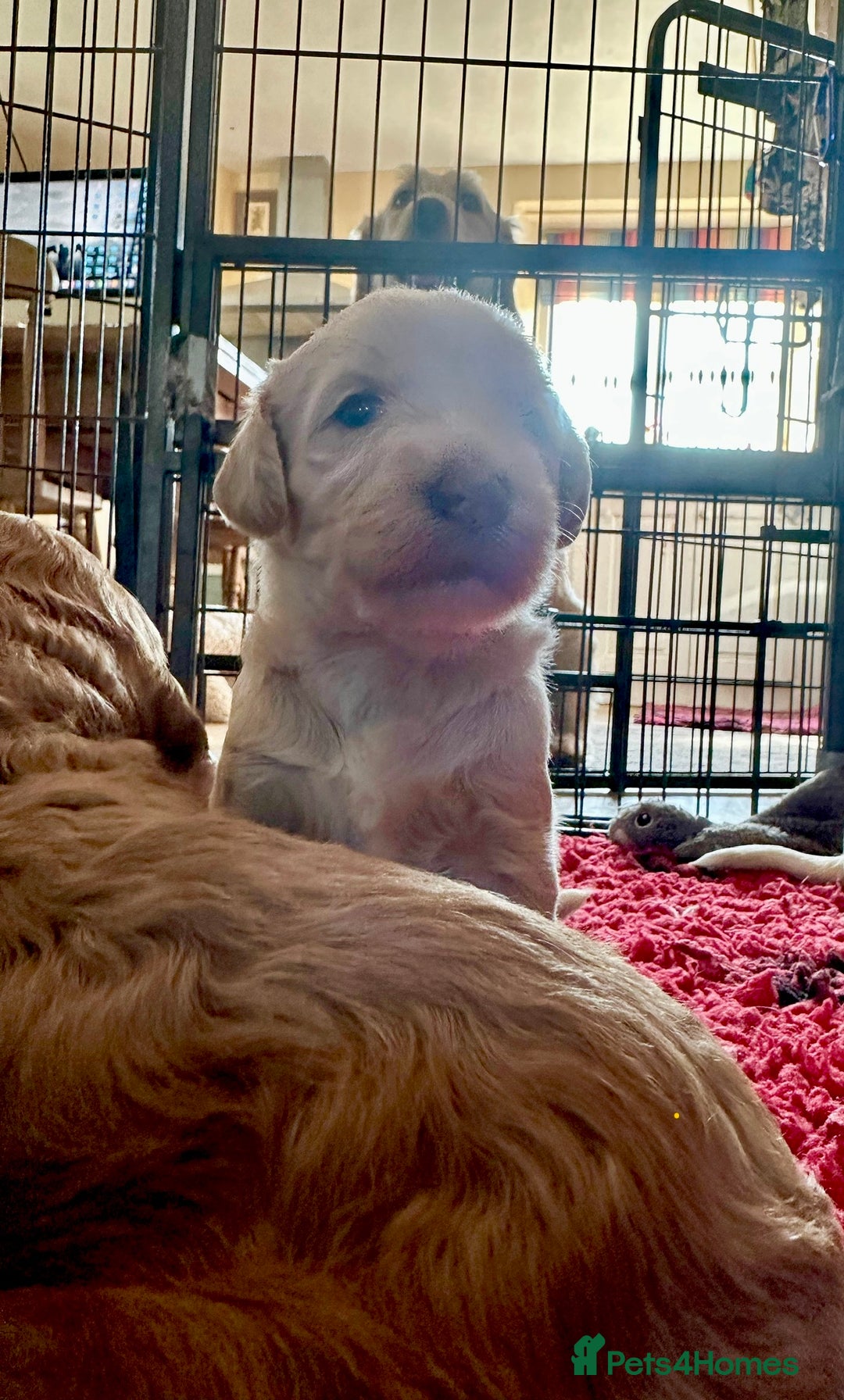 Labradoodle dogs for sale: Beautiful 50/50 British x Australian Labradoodles in Knighton - Image 21