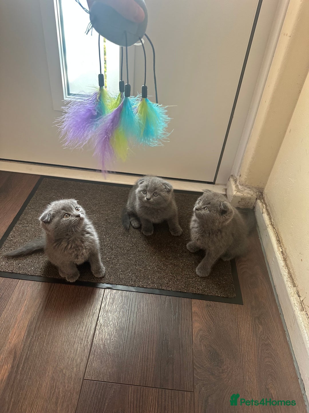 Scottish Fold cats for sale: Scottish fold - Image 5