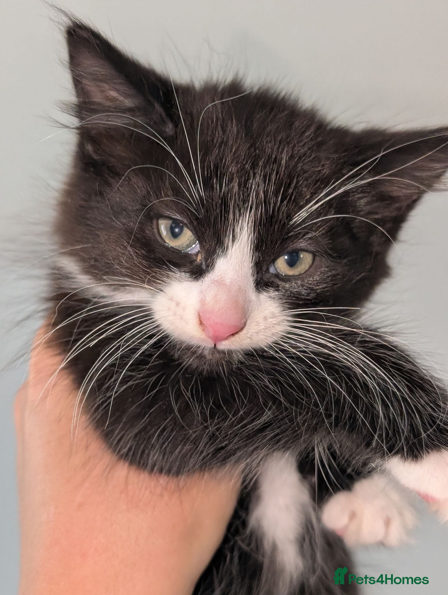Mixed Breed cats Maine coon cross kittens  - Advert 16