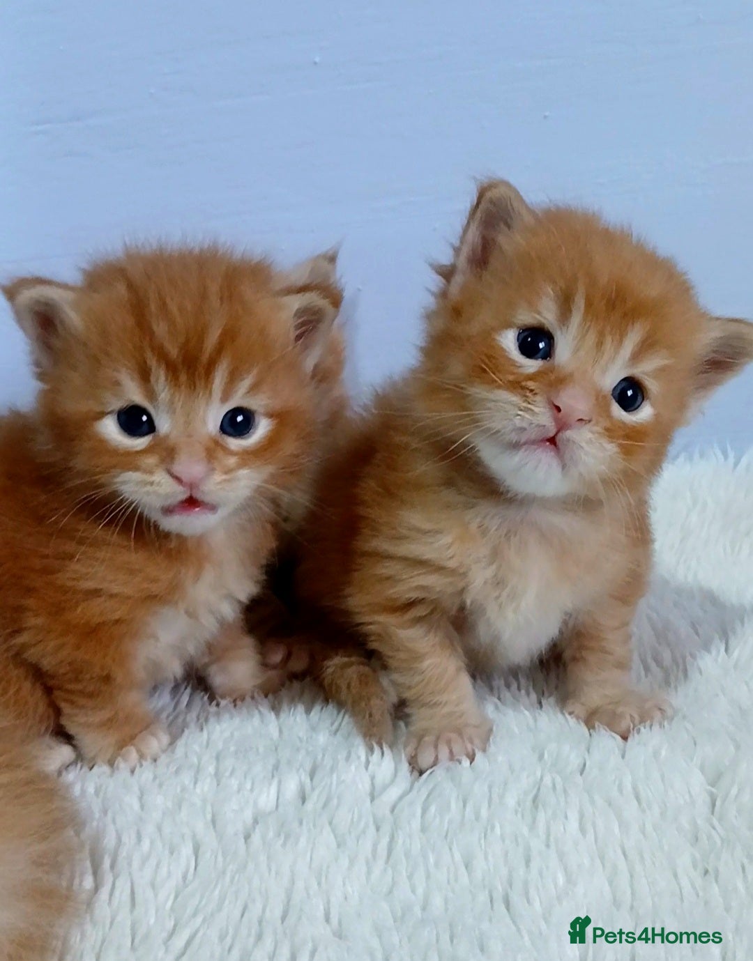 Maine Coon cats Sweet and Beautiful Pure Breed Maine Coon Kittens - Advert 4
