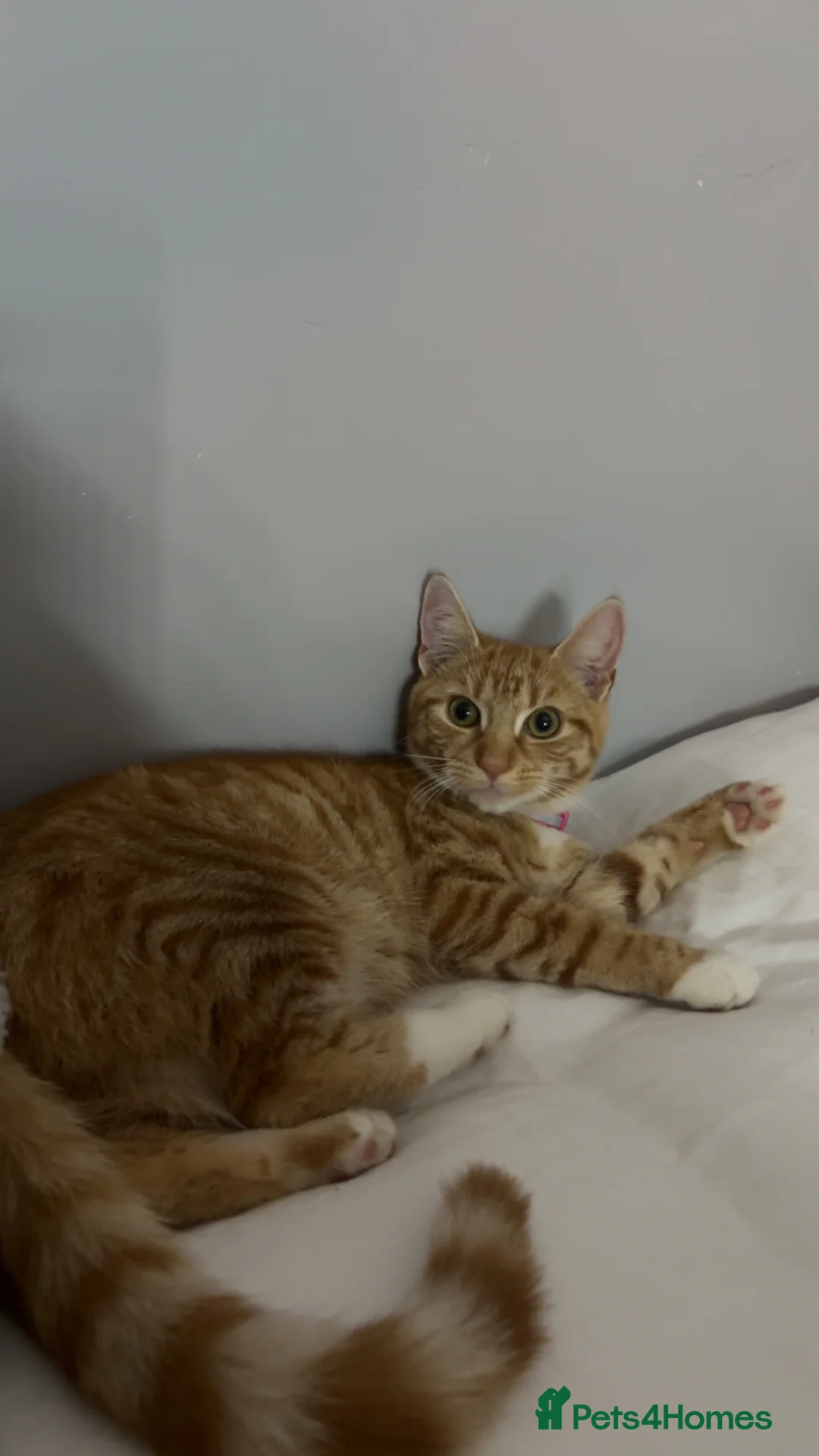 Mixed Breed cats for sale: Ginger male kittens  - Advert 8