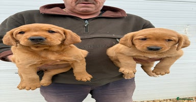 Goldador dogs - Advert 8