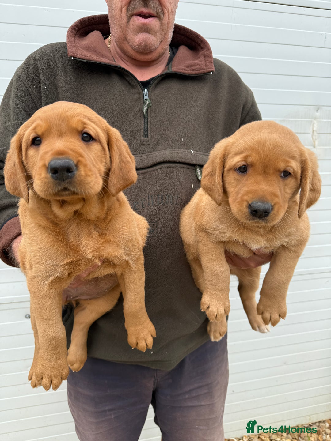 Goldador dogs for sale: Chunky dark red Goldador puppies  - Image 3