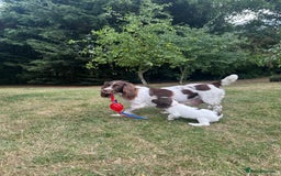 English Springer Spaniel dogs for sale: Springer spaniel puppies  - Image 3