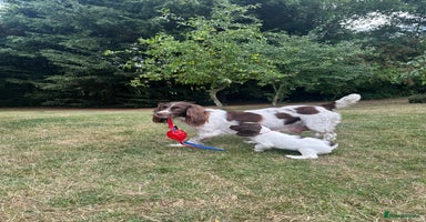 English Springer Spaniel dogs - Advert 3