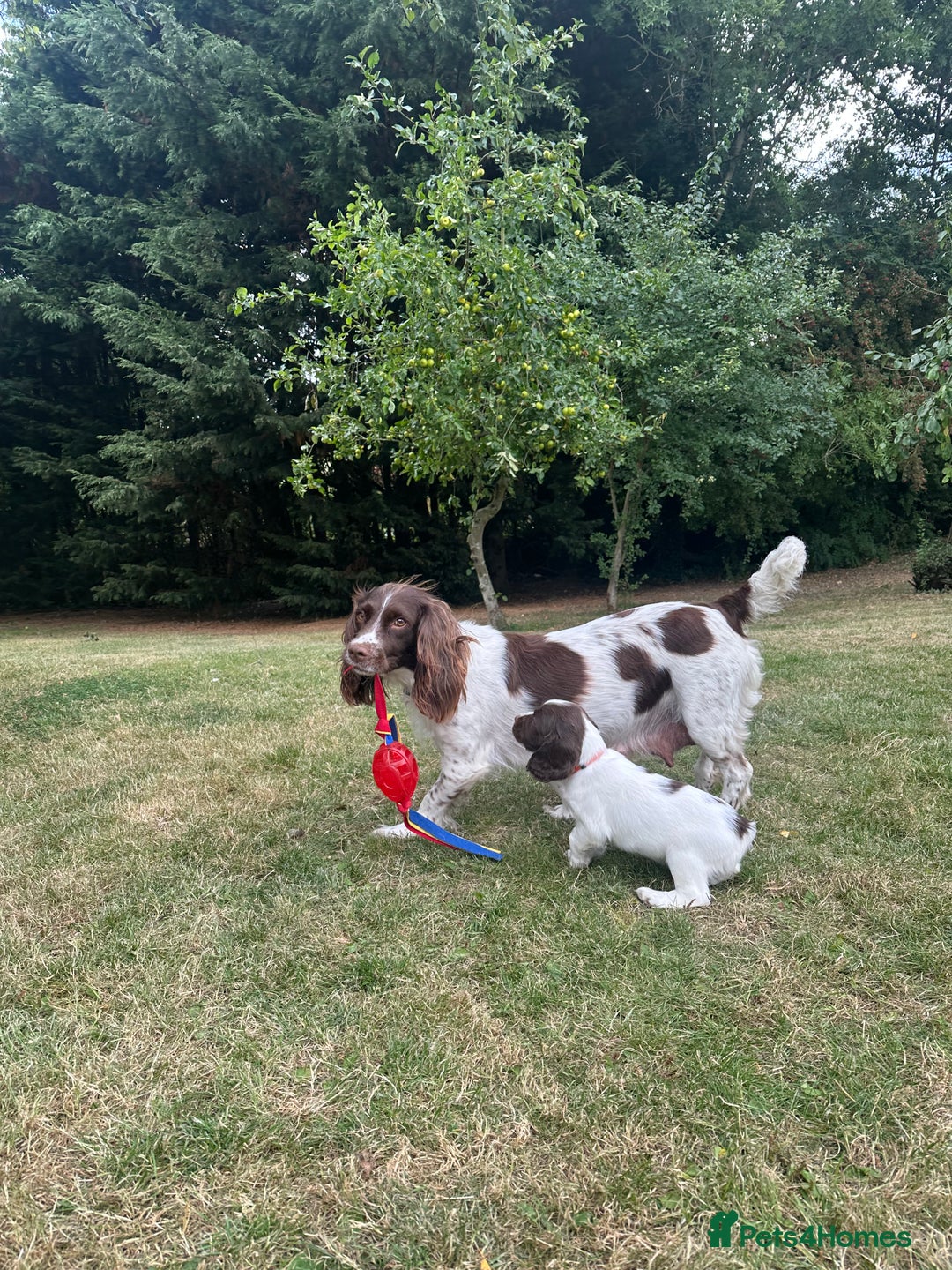 English Springer Spaniel dogs for sale: Springer spaniel puppies  - Image 3