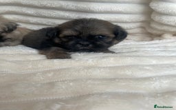 Shih Tzu dogs for sale: KC Shihtzu pups  - Image 26