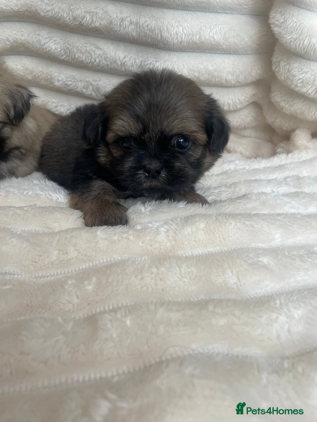 Shih Tzu dogs for sale: KC Shihtzu pups  - Image 26
