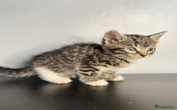 Mixed Breed cats for sale: Beautiful mixed bengal kittens  - Image 9