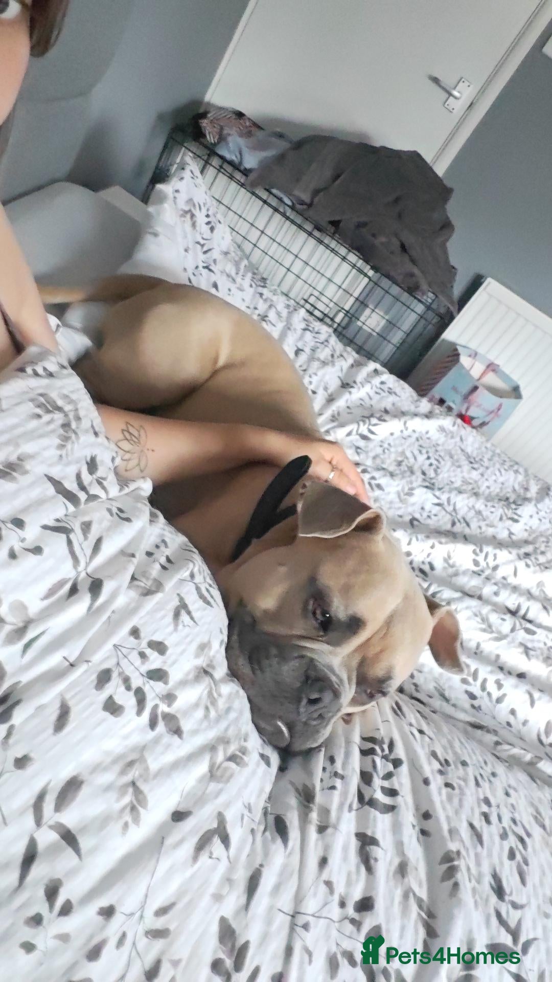 American Bully dogs Dozer - 1 year Pocket Bully - Advert 1